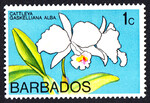 Barbados Mi.0365 czysty**