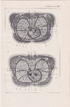 Czesław Słania "Atlas anatomiczny" tablica 2, LXV rysunek "Przekrój klatki"