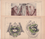 Czesław Słania "Atlas anatomiczny" 1954 rok tablica 2, CXXXVI-CXXXVII rysunki