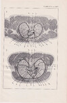 Czesław Słania "Atlas anatomiczny" tablica 2, LXIV rysunek "Przekrój klatki"