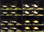 4711-4714 czwórki czyste** Ryby zagrożone wyginięciem