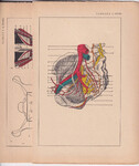 Czesław Słania "Atlas anatomiczny" 1954 rok tablica 2, CXXXII-CXXXII rysunki