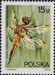2987 B4 wcięcie w Z czysty** Ważki polskie