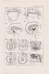 Czesław Słania "Atlas anatomiczny" tablica 2, VII rysunek "Topografia serca"