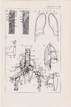 Czesław Słania "Atlas anatomiczny" tablica 2, LVII rysunek "Zatoka"