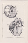 Czesław Słania "Atlas anatomiczny" tablica 2, L rysunek "Topografia serca"