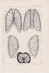 Czesław Słania "Atlas anatomiczny" tablica 2, LX rysunek "Topografia płuc"