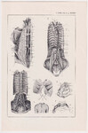 Czesław Słania "Atlas anatomiczny" tablica 2, XXXII rysunek "Unerwienie"