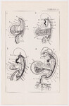 Czesław Słania "Atlas anatomiczny" tablica 2, V rysunek "Rozwój naczyń i serca II"