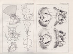 Czesław Słania "Atlas anatomiczny" tablica 2, XVIII i XIX rysunki "Miednica"