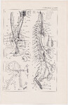 Czesław Słania "Atlas anatomiczny" tablica 2, LXIII rysunek "Rozgałęzienia obwodowe"