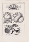 Czesław Słania "Atlas anatomiczny" tablica 2, XXXVI rysunek "Modele serc zarodków"