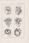 Czesław Słania "Atlas anatomiczny" tablica 2, XXXVIII rysunek "Modele serc ludzkich"