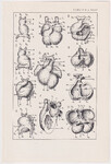 Czesław Słania "Atlas anatomiczny" tablica 2, XXXV rysunek "Modele serc"