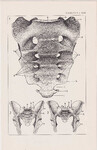 Czesław Słania "Atlas anatomiczny" tablica 2, XIII rysunek "Kość krzyżowa"