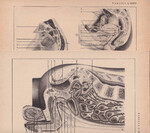 Czesław Słania "Atlas anatomiczny" 1954 rok tablica 2, CXXVII+CXXVIII rysunki