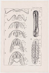 Czesław Słania "Atlas anatomiczny" tablica 2, VIII rysunek "Powstawanie rdzenia"