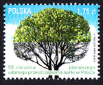 4668 czysty** 50 rocznica pierwszego udanego przeszczepienia nerki w Polsce
