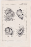 Czesław Słania "Atlas anatomiczny" tablica 2, XL rysunek "Podział jamy ciała" 