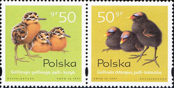 3540-3541 parka pozioma czyste** Pisklęta zagniazdowniki
