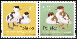 3538-339 parka pozioma czyste** Pisklęta zagniazdowniki