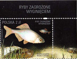 4711-4714 z nazwą emisji czyste** Ryby zagrożone wyginięciem