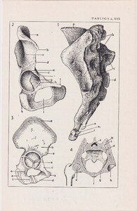 Czesław Słania "Atlas anatomiczny" tablica 2, XVI rysunek "Kość krzyżowa"