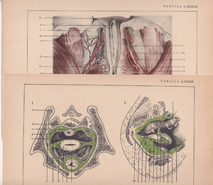 Czesław Słania "Atlas anatomiczny" 1954 rok tablica 2, CXXXVI-CXXXVII rysunki