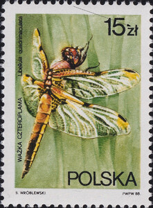 2987 B4 wcięcie w Z czysty** Ważki polskie