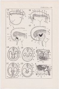 Czesław Słania "Atlas anatomiczny" tablica 2, VII rysunek "Topografia serca"