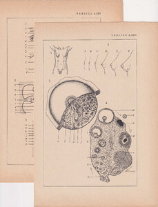 Czesław Słania "Atlas anatomiczny" 1954 rok tablica 2, CXI-CXIX rysunki