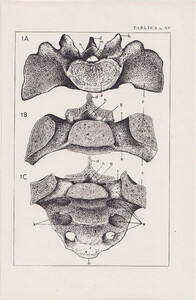 Czesław Słania "Atlas anatomiczny" tablica 2, XV rysunek "Kość krzyżowa"