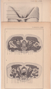 Czesław Słania "Atlas anatomiczny" 1954 rok tablica 2, CXXX-CXXXI rysunki