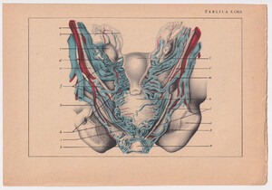 Czesław Słania "Atlas anatomiczny" 1954 rok tablica 2, CXLI rysunek "Sploty żylne"