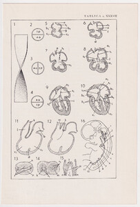 Czesław Słania "Atlas anatomiczny" tablica 2, XXXVII rysunek "Powstawanie przegród serca"