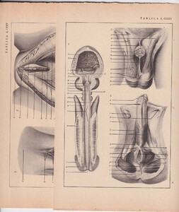 Czesław Słania "Atlas anatomiczny" 1954 rok tablica 2, CXXV+CXXVI rysunki