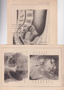 Czesław Słania "Atlas anatomiczny" 1954 rok tablica 2, CXXIX+CXXIV rysunki