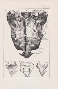 Czesław Słania "Atlas anatomiczny" tablica 2, XIV rysunek "Kość krzyżowa"