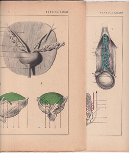 Czesław Słania "Atlas anatomiczny" 1954 rok tablica 2, CXXXIV-CXXXV rysunki