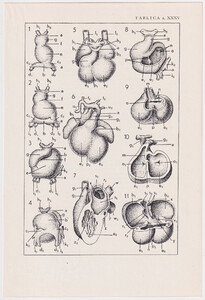 Czesław Słania "Atlas anatomiczny" tablica 2, XXXV rysunek "Modele serc"