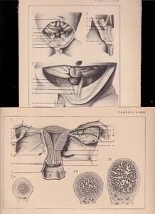 Czesław Słania "Atlas anatomiczny" 1954 rok tablica 2, CXX+CXXIII rysunki