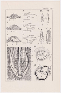 Czesław Słania "Atlas anatomiczny" tablica 2, IV rysunek "Rozwój naczyń i serca"