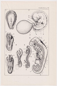 Czesław Słania "Atlas anatomiczny" tablica 2, III rysunek "Stadia rozwoju"