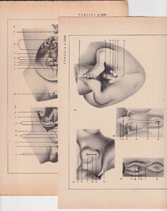 Czesław Słania "Atlas anatomiczny" 1954 rok tablica 2, CXXI+CXXII rysunki