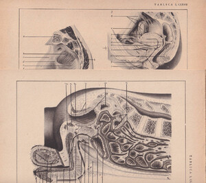 Czesław Słania "Atlas anatomiczny" 1954 rok tablica 2, CXXVII+CXXVIII rysunki