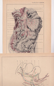 Czesław Słania "Atlas anatomiczny" 1954 rok tablica 2, CXXXVIII-CXL rysunki