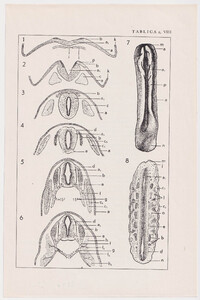 Czesław Słania "Atlas anatomiczny" tablica 2, VIII rysunek "Powstawanie rdzenia"