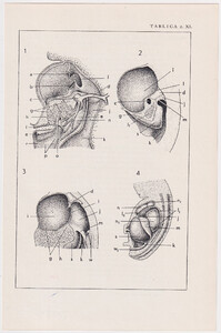 Czesław Słania "Atlas anatomiczny" tablica 2, XL rysunek "Podział jamy ciała"