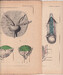 Czesław Słania "Atlas anatomiczny" 1954 rok tablica 2, CXXXIV-CXXXV rysunki 